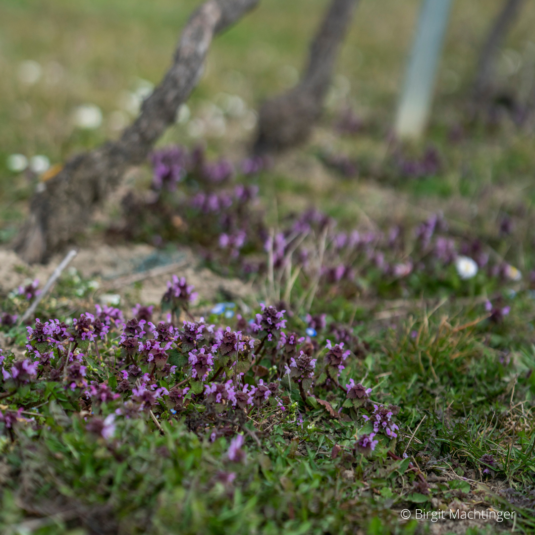 Das Prinzip Ökologie - Die 4 Prinzipien im Bio-Weinbau