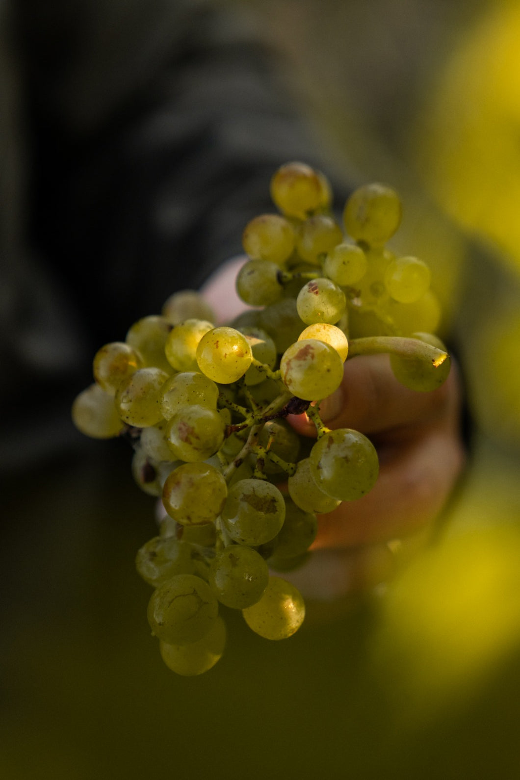 Weinleseworkshop im BIO Weingarten 24.09.2022_Biowein_Burgenland-BioWein Klampfer-Biowein Klampfer